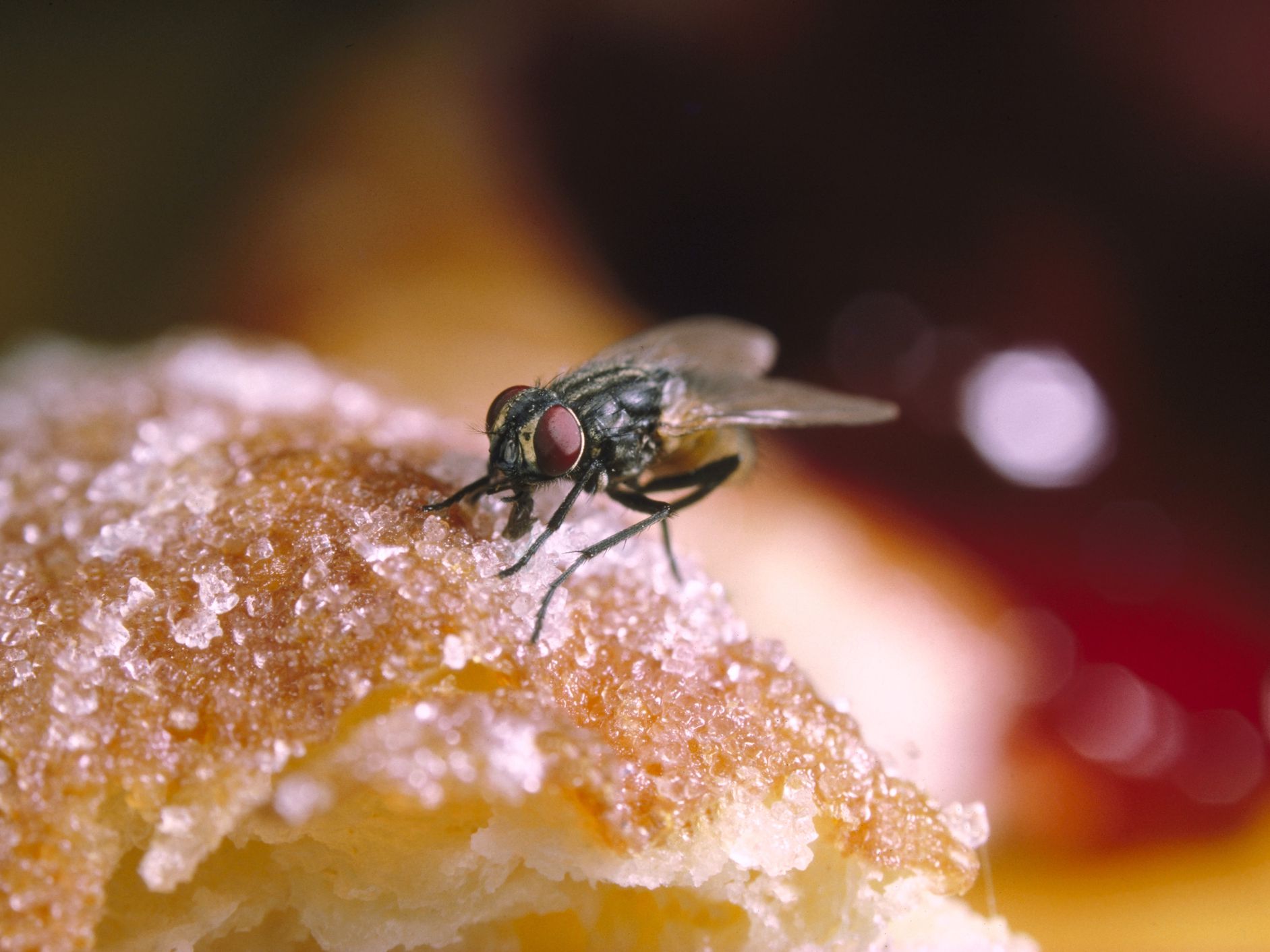 How Flies Spread Disease and Ways to Get Rid of Them Suburban Pest
